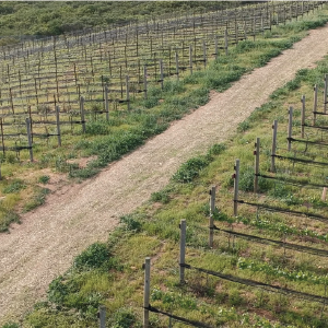Read more about the article Organic Vineyard